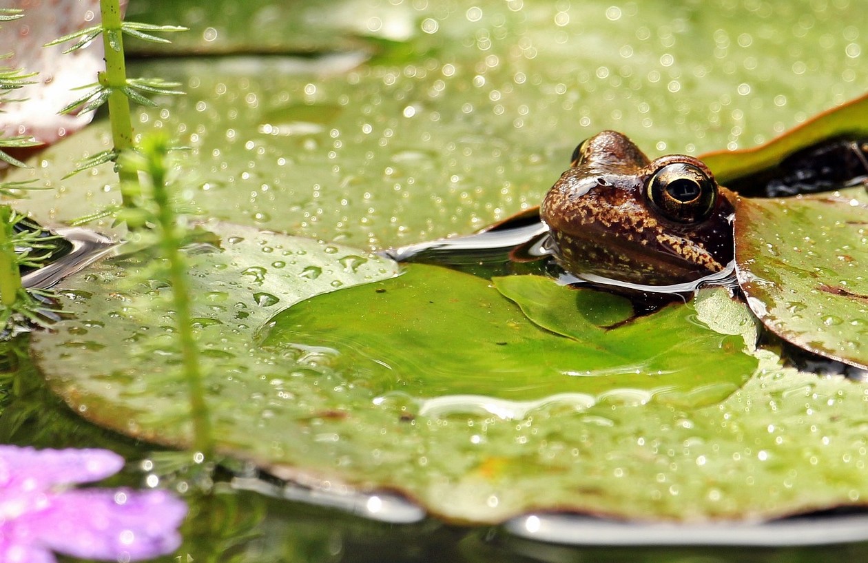 frog-1445496_1920 (2) edit